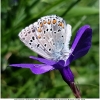 polyommat bellargus male2 don